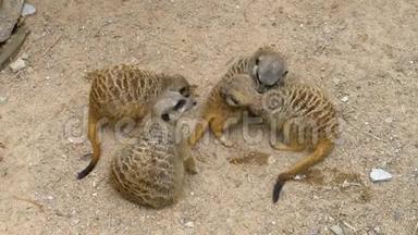 一群顽皮的猫鼬互相玩耍。 泰国